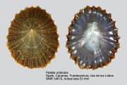 Patella ordinaria